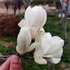 Plántulas de Magnolia Púrpura, Árboles de Magnolia con Capullos, Floración de Patio, Árboles Grandes, Plantas de Exterior, Macetas Resistentes a las Heladas y al Frío