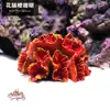 Galhos de Coral Árvore de Ferro do Mar Peixes Vermelhos Pretos Decoração de Aquário Paisagismo Ornamentos Subaquáticos