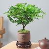 Madera de Pimienta Fragante Maceta Mini Planta Repelente de Mosquitos Flor de Interior Sala de Estar Oficina Escritorio Planta Verde Pequeña Fácil de Mantener