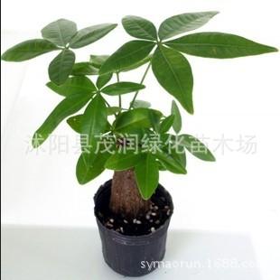 发财树04