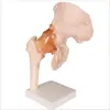 Modelo de función de articulación de rodilla humana articulación del hombro articulación del codo articulación de la mano articulación del pie articulación de la cadera modelo de hueso móvil