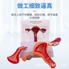 Modelo anatómico patológico del útero reproductor femenino humano. Modelo didáctico del ovario vaginal. Material didáctico sobre reproducción ginecológica.