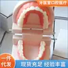 Modelo dental de enseñanza modelo de enseñanza de cepillado para niños modelo de práctica de blanqueamiento dental modelo de enseñanza práctica