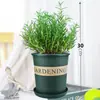 Mudas de alecrim, plantas em vaso, ervas comestíveis e repelentes de mosquitos, mudas de hortelã, flores hidropônicas, plantas verdes, plantas de interior, adequadas para grelhar bife