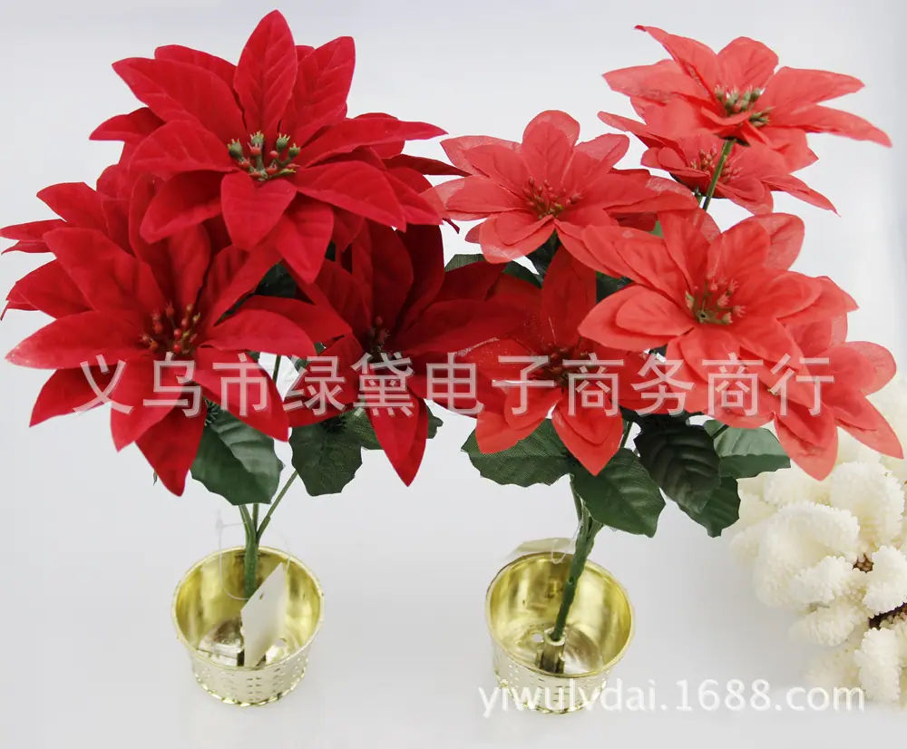 圣诞花