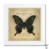 Espécimen de Mariposa Real Pintura Decorativa Colgante de Mesa de Madera Adornos para el Hogar Estilo Nórdico Hecho a Mano DIY Artículos de Regalo de Cumpleaños