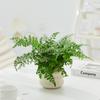 Dropshipping Bolsillo Coco Escritorio Pequeña Maceta Interior Sala de Estar Oficina Planta Verde Lu Planta Bonsái Todas las Estaciones
