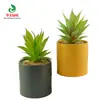 Planta Suculenta de Cactus, Loto de Piedra, Baolian, Loto de Nieve, Planta Suculenta Mini en Maceta, Decoración Llamativa, Joyería