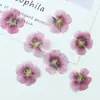 Flor de Hibisco Seca Embosada Especimen Vegetal Flor Real Pegamento Funda de Teléfono Marcapáginas Lámpara de Mesa Embosada Pegatina Decoración Facial