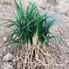 Ophiopogon Anão e Yulongcao Projeto de Vila com Pátio Comunitário Plantas de Cobertura de Solo Ophiopogon Anão e Phnom Penh