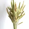 Flores de Caña Secas Ins Estilo Nórdico Flores Eternas Hierba de la Pampa Amazon Venta Caliente al por Mayor Ramo de Flores Estilo Ins Plantas