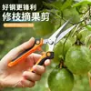 Conjunto Personalizado de Tesouras de Poda para Jardim Tesouras de Poda de Aço Inoxidável Tesouras para Colheita de Frutas Tesouras para Uvas Tesouras para Galhos de Maçã Tesouras Especiais para Arte Floral