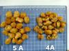 Carne de Longan Sin Semillas, Longan Entero Seco, Venta al Por Mayor Caja Entera, Fruta de Longan Grande, 10kg Carne de Longan Productos Secos en Bolsas, Venta al Por Mayor Productos Secos
