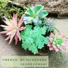 Enfeites de Suculentas, Combinação de Flores de Plantas Verdes Artificiais, Decoração Estilo Ins, Criação de Anel para Canto de Plantas de Jardim de Infância