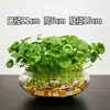 Conjunto criativo de plantas hidropônicas, plantas verdes cultivadas em água, planta do dinheiro, flores de interior, plantas de vaso para mesa, sempre-vivas o ano todo