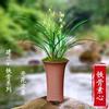 Mudas de orquídea Jianlan Orquídea das quatro estações Su Xin Sete fadas sem botões Fragrância forte Florais para sala de estar Varanda Planta verde Plantas em vasos