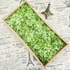 Flor Mágica Flor Inmortal Grado A Hortensia Anna 100g Cumpleaños Material de Flor Real Adornos de Flor Seca Caja de Regalo DIY