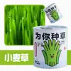 Latas de Conserva para Plantio, Vasos Pequenos com Plantas, Plantas Verdes Infantis, Mini Vasos de Sementes para Mesa, Presentes de Férias para Estudantes