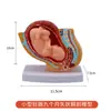 Modelo de Pelvis Femenina de Obstetricia y Ginecología con Modelo de Feto a Término del Útero y Órganos Reproductivos de una Mujer Embarazada de Nueve Meses