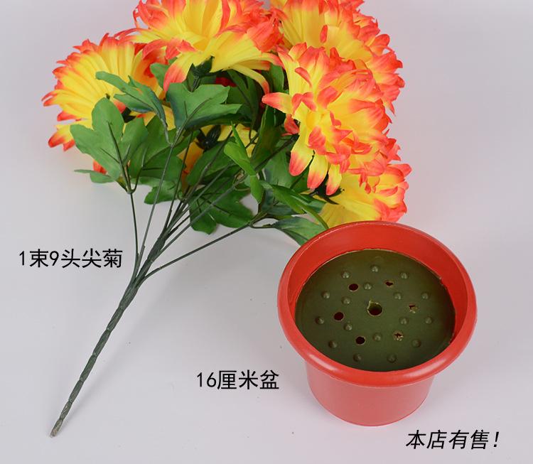 9头尖菊_06.jpg