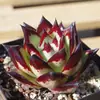 Base de planta suculenta autoproducida y autovendida al por mayor suculentas pequeñas combinación de flores plantas en maceta plantas carnosas Lithops Haworthia