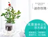 Plantas Verdes Hidropónicas Rábano Verde Gardenia Árbol del Dinero Hiedra Espárragos Bambú Pequeñas Plantas Verdes de Interior Plantas de Maceta Perennes para Todas las Estaciones