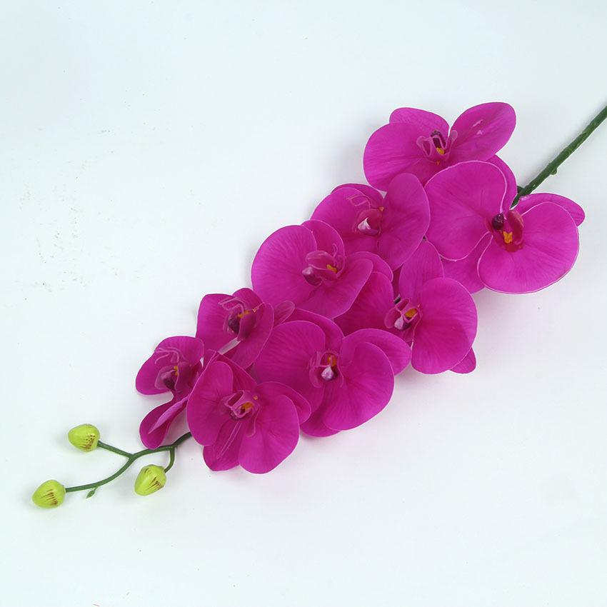 胶片蝴蝶兰 主图15.jpg