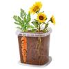 Plantas en Maceta Hechas a Mano para Niños Estudiantes de Primaria para Observar el Crecimiento de las Plantas Cultivo y Germinación DIY Mini Plantas Verdes en Maceta