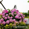 Jardim da Heidi Hortênsia Pipoca Thor Mãe do Mar Flores Plantas Vasos Mudas Balcão Pátio