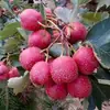 Mudas de Crataegus Dourada Estrela Grande para Plantio em Quintais no Norte e Sul, Mudas de Frutas Extra-Grandes para Enxerto e Mudas de Vasos, Envio Direto de Peça Única