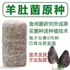 Paquete de Plántulas de Hongo Morel para Autocultivo de Hongos Frescos Silvestres, Tecnología de Cultivo y Cría para Hongos Aguja Dorada, Comestible de Alto Rendimiento Q