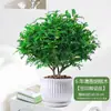 Repelente de Mosquitos de Verão, Plantas Verdes, Jiuli Xiang, Plantas de Pimenta Internas e Externas, Mudas, Florais em Vaso, Fragrância Bonsai de Pilha Velha