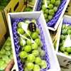 Malla Protectora para Uvas, Malla Protectora para Frutas, Caja de Empaque para Uvas, Papel de Empaque para Uvas, Rosa del Sol, Bolsa de Papel de Empaque Sunny King