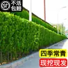 Venta minorista en línea de plantones de acebo, Boj de Hokkaido de hoja grande, Acebo francés, Resistente al frío y a las heladas, Se puede plantar en el jardín