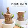 Madera Brasileña Hidropónica Planta de la Suerte Groot Planta Verde Árbol en Maceta con Brotes Planta Hidropónica de Interior Fácil de Cuidar para Todas las Estaciones