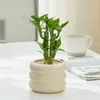 Bonsái Tocón Viejo Bonsái Cuatro Estaciones Plantas Fáciles de Cultivar Escritorio Oficina Floración Resistente a la Sequía Plantas Verdes Plantas Pequeñas en Maceta