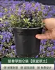 Camas de Flores, Plantas Verdes y Arreglos Florales para Paisajismo de Patios, Diseño de Jardines con Plantas Resistentes, Renovación de Patios y Balcones de Villas