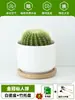 Ciudad sin Noche Planta de Aloe Vera en Maceta Planta Verde Purificadora de Aire de Interior Suculenta para Escritorio de Oficina Flor de Cuatro Estaciones Cactus Plántula de Aloe Vera