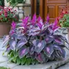 Suministro Transfronterizo Semillas de Flor de Hosta de Hoja de Color, Semillas de Flor de Hosta, Semillas de Flor en Maceta, Semillas de Flor de Grulla Blanca, Semillas de Flor de Hosta