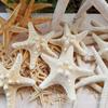 Varias Estrellas de Mar Naturales Materiales Hechos a Mano DIY Conchas Naturales Accesorios de Joyería Ventas Directas de Fábrica