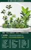 Set de Paisajismo Simulado para Exhibidores de Ventanas Interiores, Decoración de Escaleras, Paisaje de Plantas Verdes Simuladas, Arreglo de Jardín, Adornos de Decoración de Plantas en Maceta