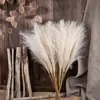 Decoración de Boda Flores Artificiales Estilo Ins, Hierba de Pampa, Juncia y Hierba de Lluvia del Fabricante para Decoración del Hogar, Flores Falsas al por Mayor Transfronterizo y Ramilletes de Mano