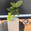 Suporte de Silicone Transfronteiriço para Vilão de Plantas Estrutura de Suporte Amigo de Propagação de Plantas Cultura de Solo Hidropônico Plantas Pequenas