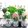 Plantas Verdes Hidropónicas Rábano Verde Gardenia Árbol del Dinero Hiedra Espárragos Bambú Pequeñas Plantas Verdes de Interior Plantas de Maceta Perennes para Todas las Estaciones