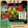 Tela Impermeable para Árboles Frutales, Anti-Agrietamiento, Anti-Insectos, Anti-Pájaros, Bolsa Impermeable Engrosada para Cerezo y Ciruelo, Tela No Tejida Agrícola Anti-Envejecimiento
