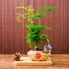 Plantas de Espárragos en Maceta Plantas Verdes de Interior para Oficina Plántulas Bonsái Bambú Nube Enano Tangshan Flor de Viento Maceta Plantas Pequeñas en Maceta