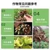 Plántulas de cacahuete con crecimiento controlado, Granos enteros, Cacahuetes con granos agrandados, Hojas verdes saludables, Plantas fuertes, Granos llenos y regordetes, Cosecha abundante, Solución nutritiva fertilizante