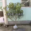 Plantones de Kumquat Miel para Dropshipping para Plantar en Jardines en el Norte y el Sur, Árboles de Naranja de la Fortuna Injertados en Maceta, Plantones de Cítricos