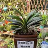 Plantas de Clívia em vaso com botões de flor cabeça redonda mudas de monge perene fáceis de cuidar nas quatro estações boas plantas de flor de interior mudas de flor