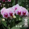 Planta de Phalaenopsis en Maceta con Vara Floral y Capullo Floral Flor Otoño e Invierno Orquídea para Sala de Estar Plántula Grande Planta de Interior Fácil de Mantener en Todas las Estaciones